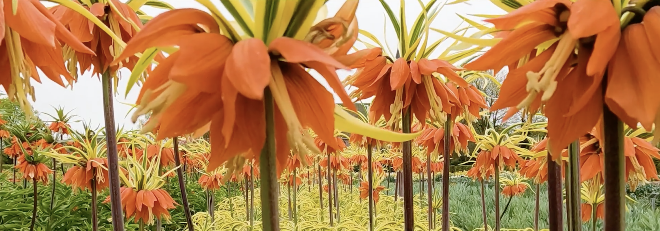 Dutch Jungle