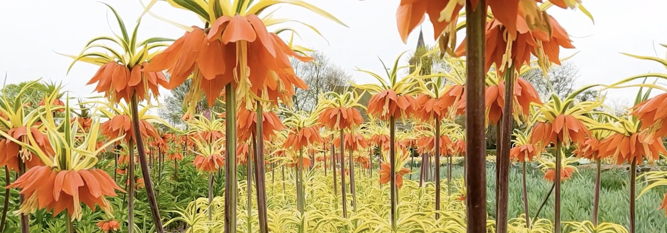 Dutch jungle